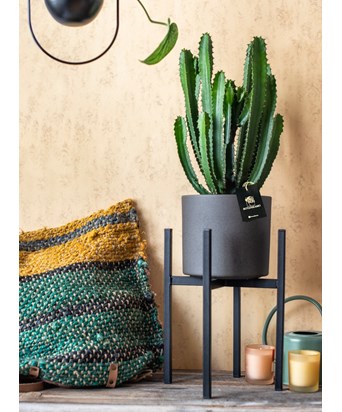 Euphorbia Kaktüs Ayaklı Saksıda 90 cm